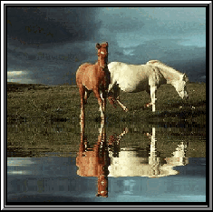 cheval0081.gif (68507 octets)